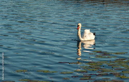 The mute swan (Cygnus olor) is a famous species of swans belonging to the wat...