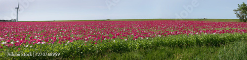 Poppy field Groningen Netherlands. Maw seed panorama