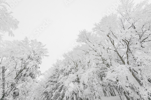 Wallpaper Mural Tree covered with snow  on winter storm day in  forest mountains . Torontodigital.ca