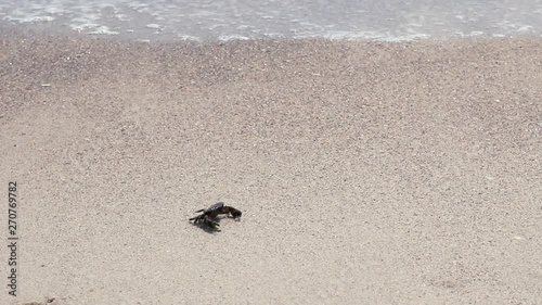 Sand crab on the beach and waves at sea photo