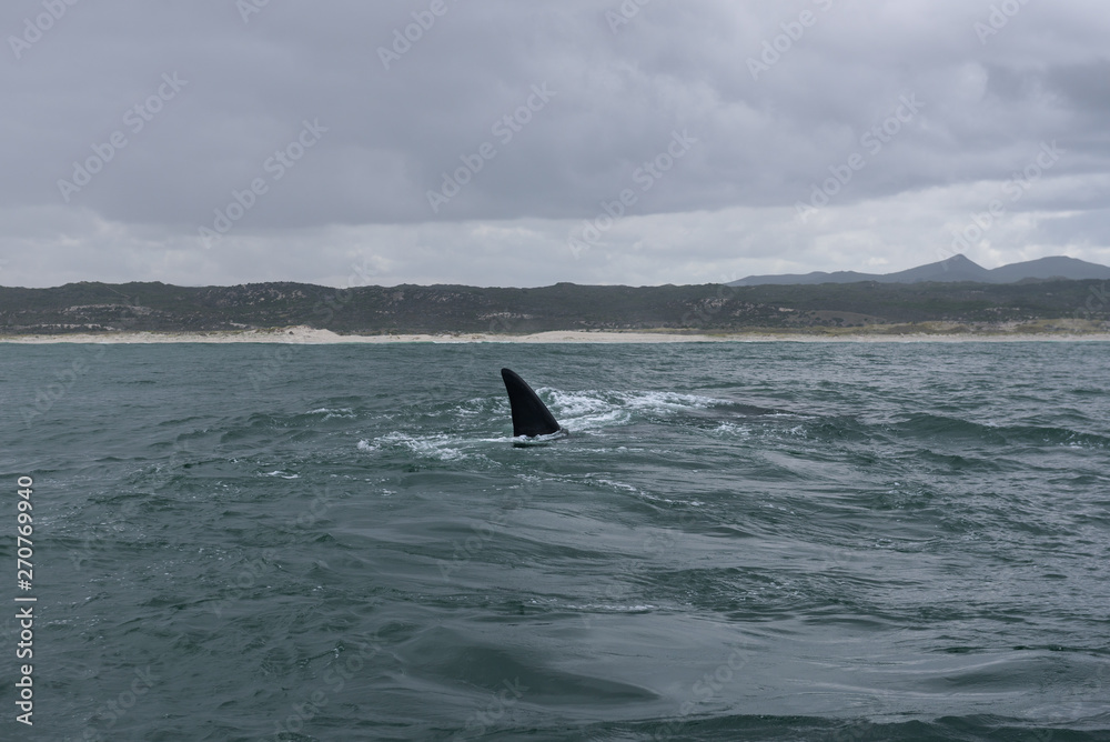Fototapeta premium Fin of a Southern Right Whale in the bay of Hermanus in the Indian Ocean, South Africa