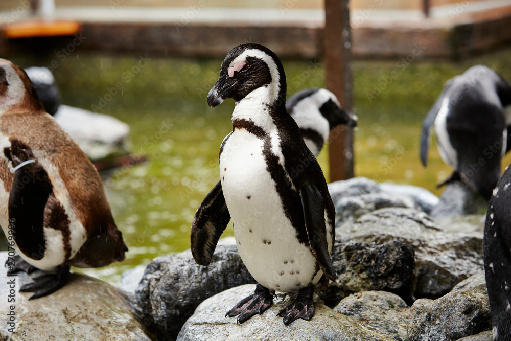 Obraz premium Penguins on the rock at zoo