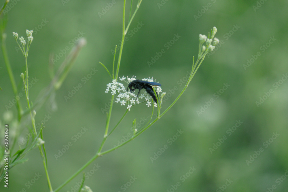Black bee are hunting honey from small white flowers. Cool green blur background