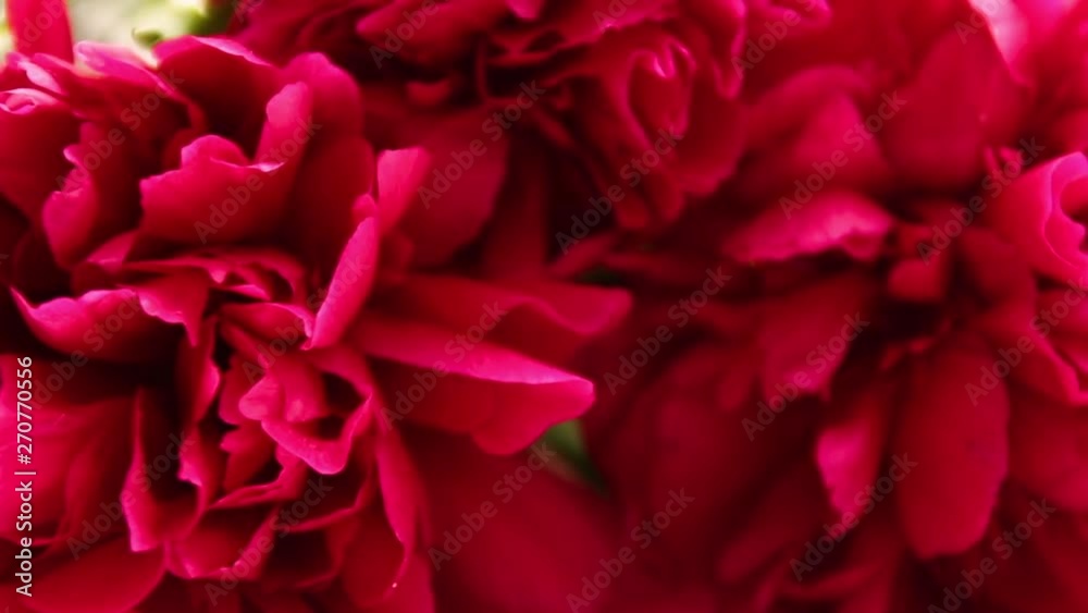 Spring concept. Fresh red peony background. Blooming peony flower blooms, closeup. Spring concept. Fresh red peony background. Blooming peony flower blooms, closeup.