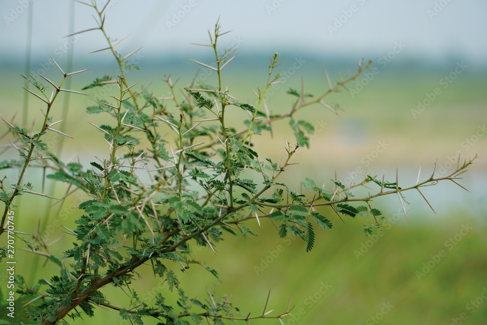 Thorns of Acacia Nilotica, Babul tree, Bangladesh Medicinal Plan Thorns of Acacia Nilotica, Babul tree, Bangladesh Medicinal Plan