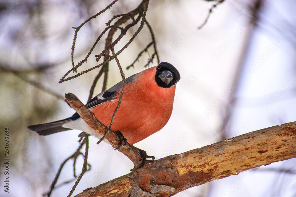 Common bird Bullfinch (Pyrrhula) with red breast sitting on snow maple branch. Close-up horizontal colorful image with copy space. Common bird Bullfinch (Pyrrhula) with red breast sitting on snow maple branch. Close-up horizontal colorful image with copy space.