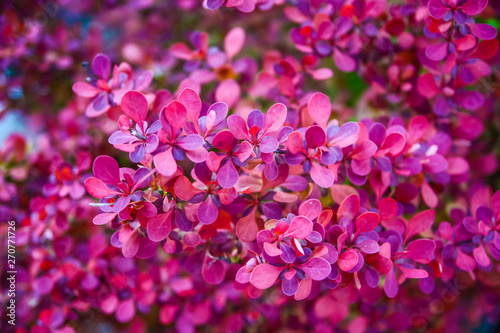 barberry bush with small pink leaves in the garden. lilac plant background