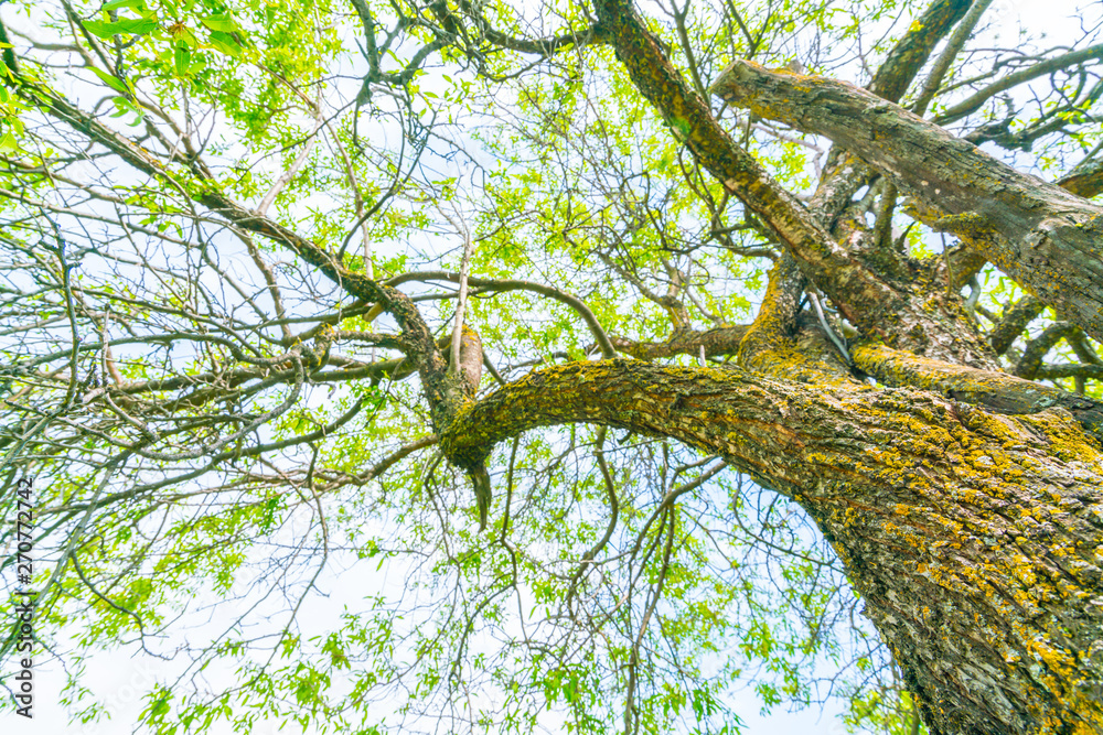 Fototapeta premium Beautiful trees branch on blue sky .