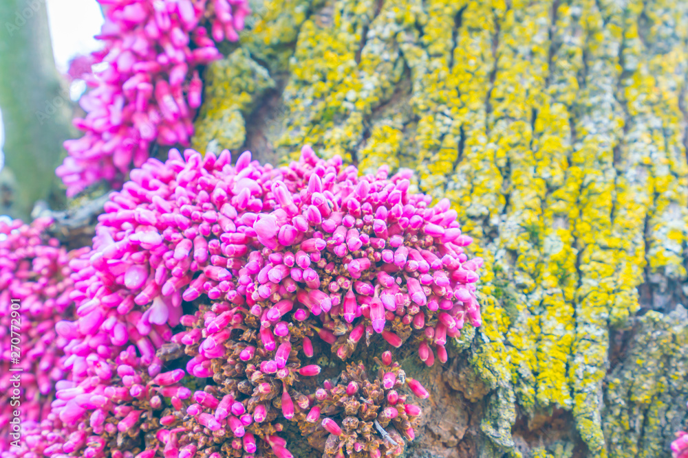 Obraz premium Beautiful pink flower blossom .