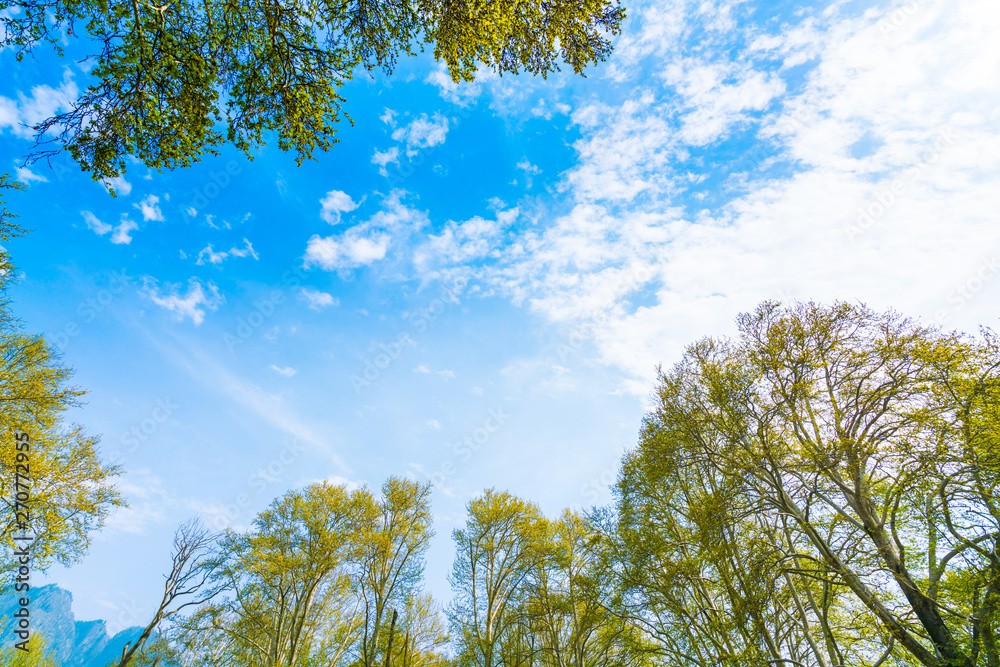 Obraz premium Beautiful trees branch on blue sky .