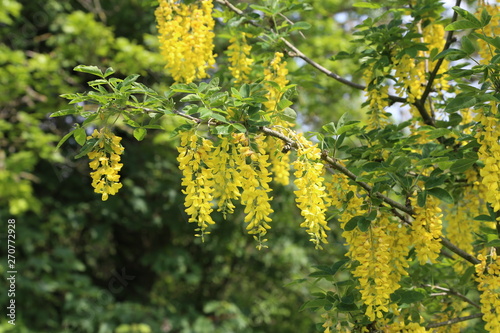 Beautiful spring yellow acacia tree, branch blossoms against blurred background