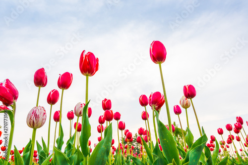 Beautiful bouquet of tulips in spring season .