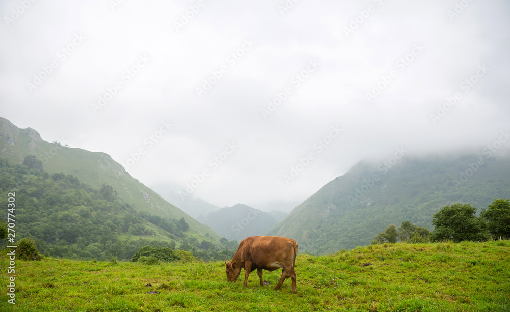 farm cows farm cows
