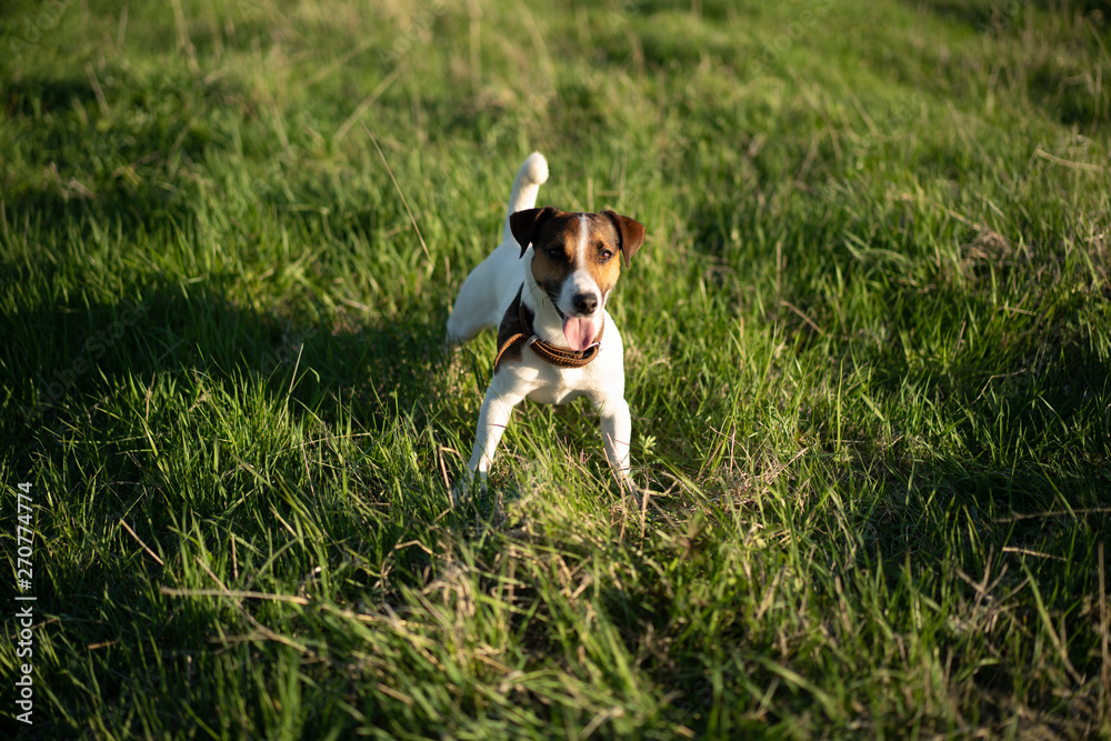 dog on grass Jack Russell terrier