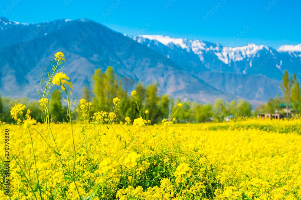 Mustard field with Beautiful  snow covered mountains landscape Kashmir state, India