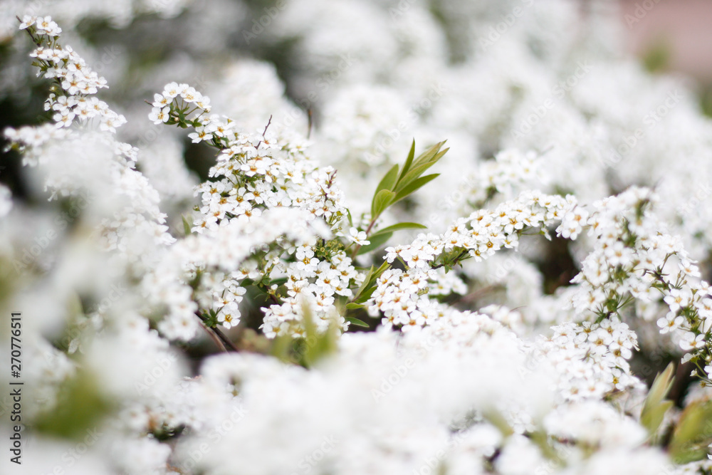 Beautiful white view of lovely flowers in a countryside village garden,park. Beautiful white view of lovely flowers in a countryside village garden,park.