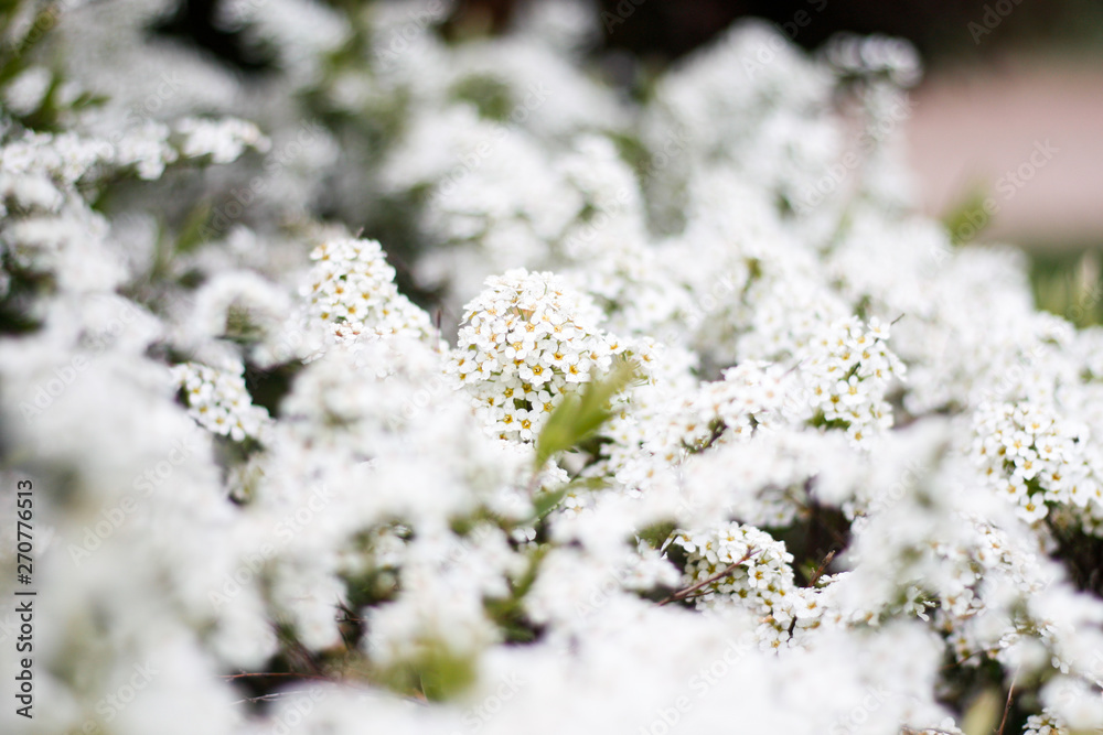 Beautiful white view of lovely flowers in a countryside village garden,park.