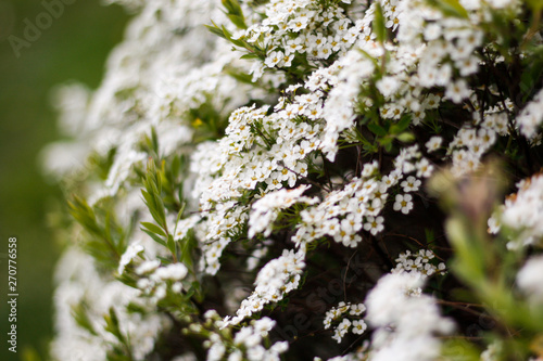 Beautiful white view of lovely flowers in a countryside village garden,park. © Artūrs Stiebriņš
