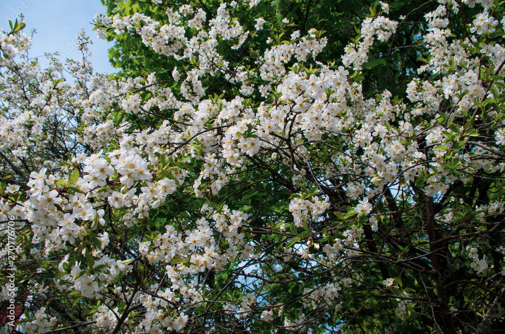 Obraz premium blooming apple tree