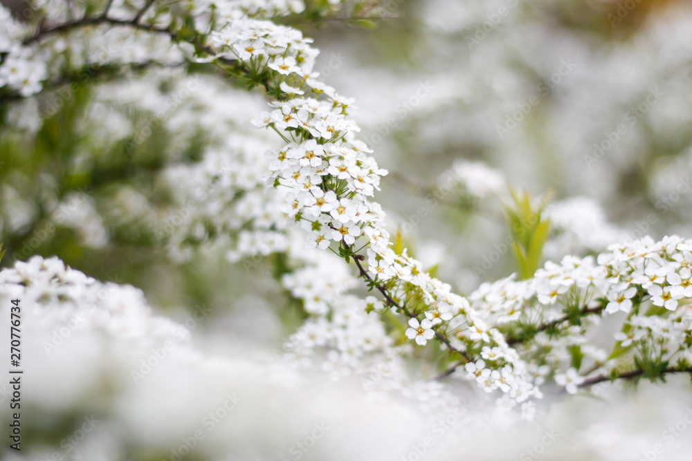 Beautiful white view of lovely flowers in a countryside village garden,park. Beautiful white view of lovely flowers in a countryside village garden,park.