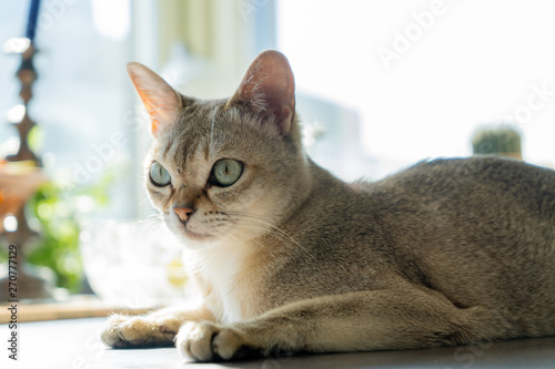 cat with green eyes. the smallest cat breed in the world beautiful singapura cat. 