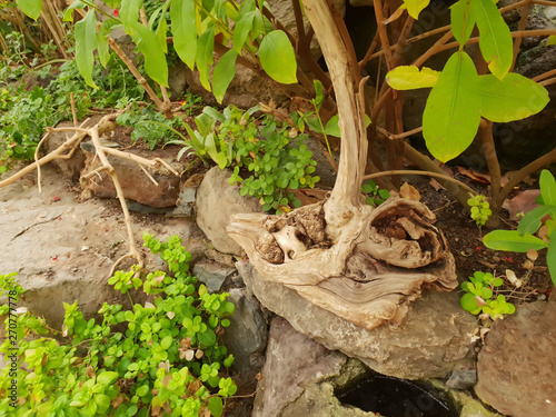 Vegetation im Palmitos Parque - Gran Canaria