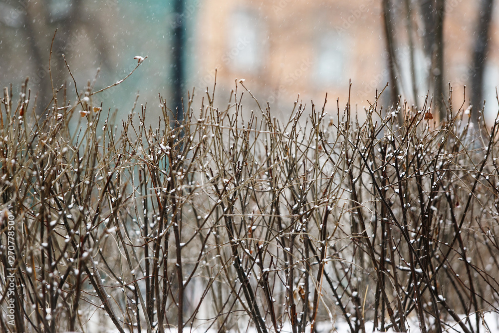 Dried shrub stands under falling snow in winter on a white background Dried shrub stands under falling snow in winter on a white background