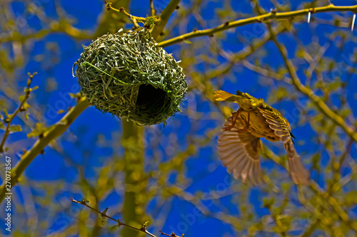 Male Cape Weaver flying from nest
