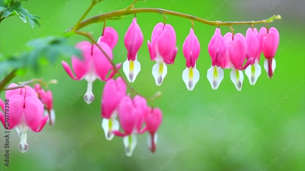 Dicentra flower heart shaped flowers. Pink bleeding heart flowers bouquet background. Purple broken hearts flowers growing in spring garden. Slow motion. 3840X2160 4K UHD video footage