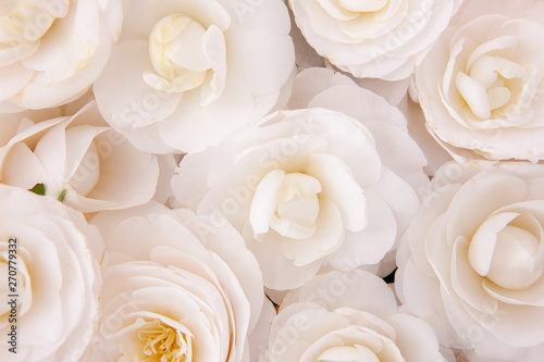 Tableau sur toile Close-up of white camellia