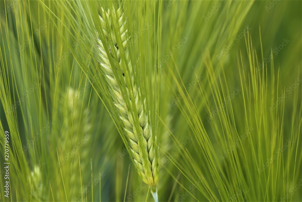 field of wheat field of wheat