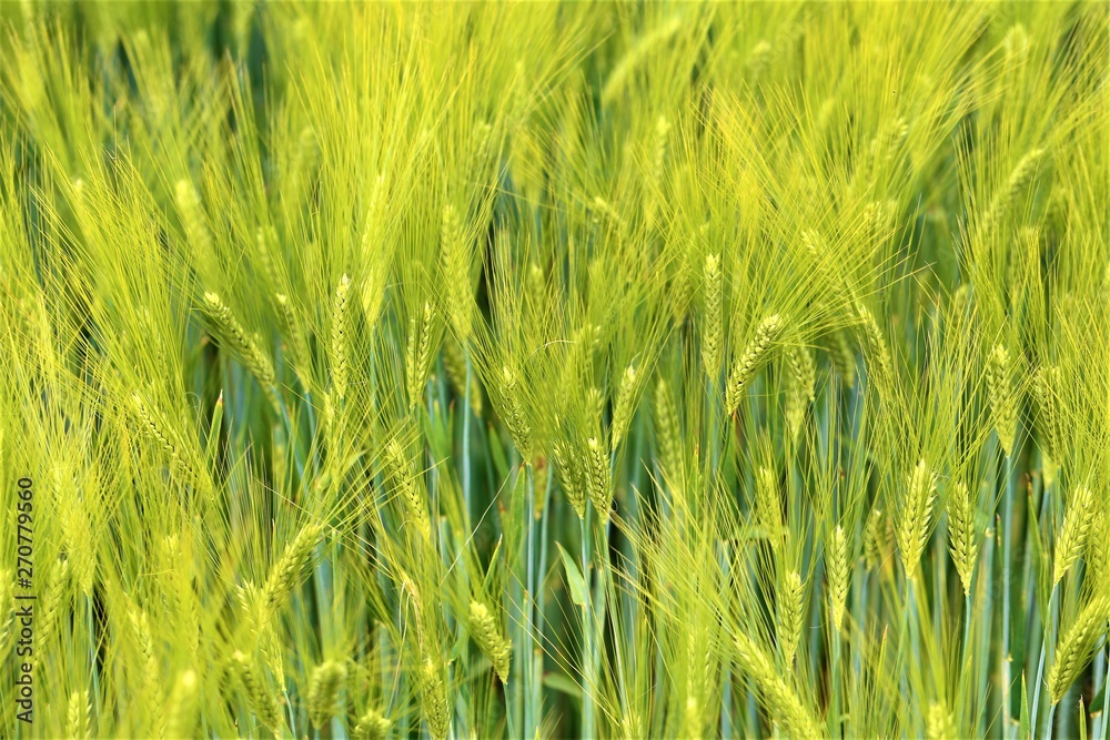 Obraz premium green wheat field