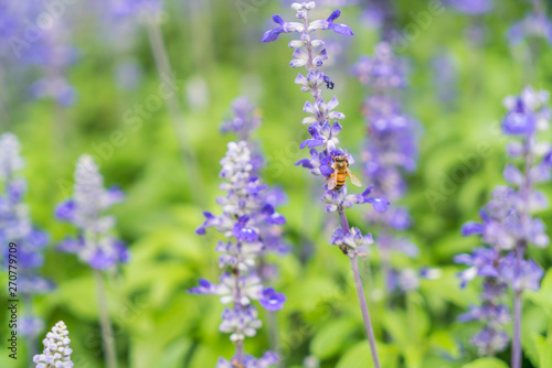 Beautiful flowers background