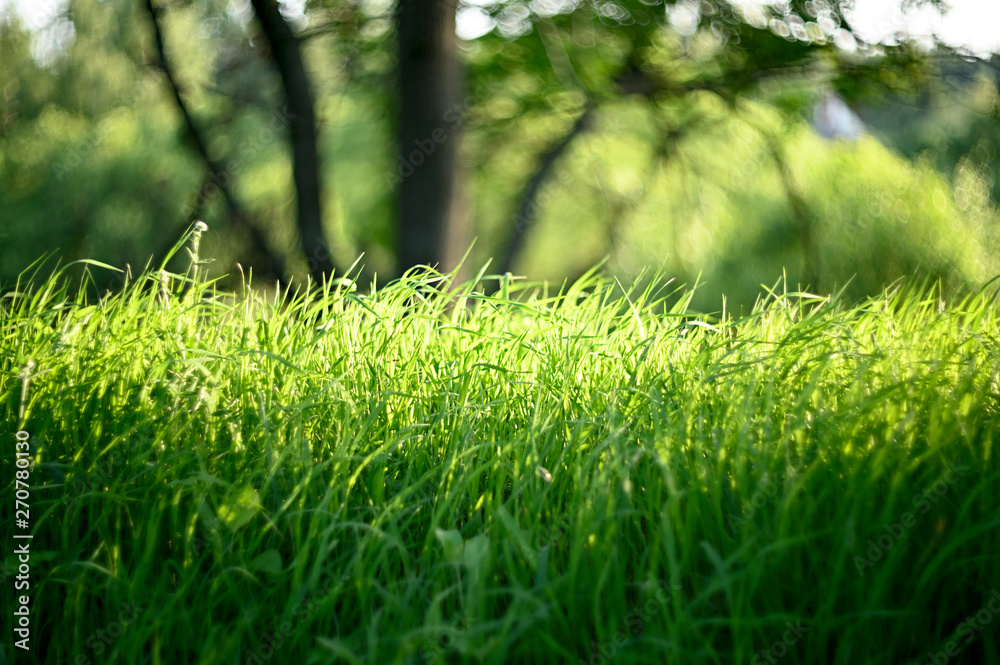 Natural flowers and herbs in the summer forest Natural flowers and herbs in the summer forest