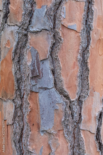 Beautiful texture of tree barks in the beaches of Alghero (L'Alguer), province of Sassari , Sardinia, Italy. photo