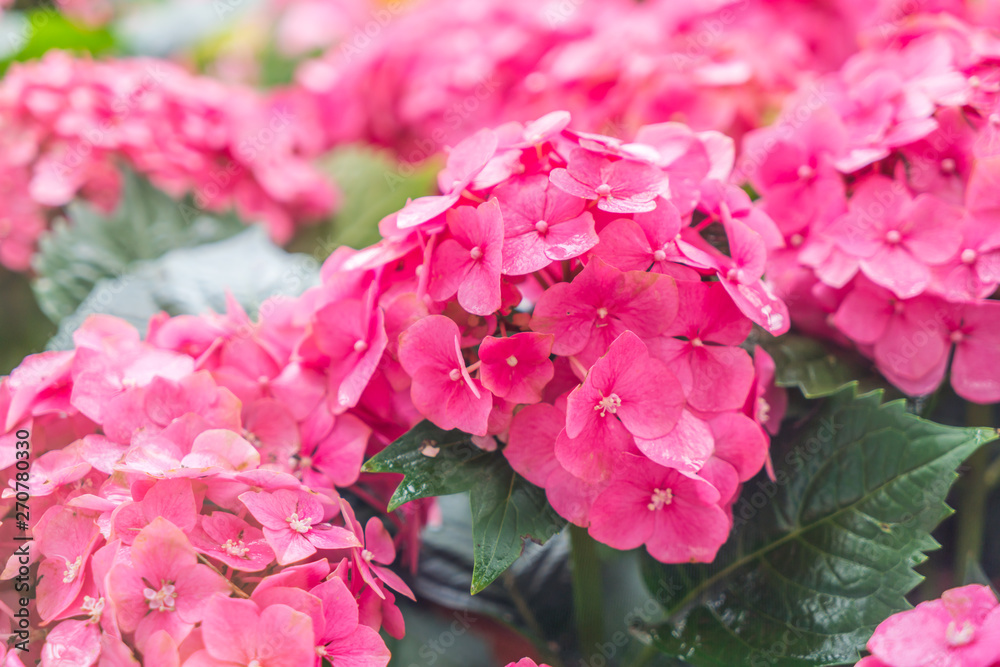 Fototapeta premium Beautiful flowers background