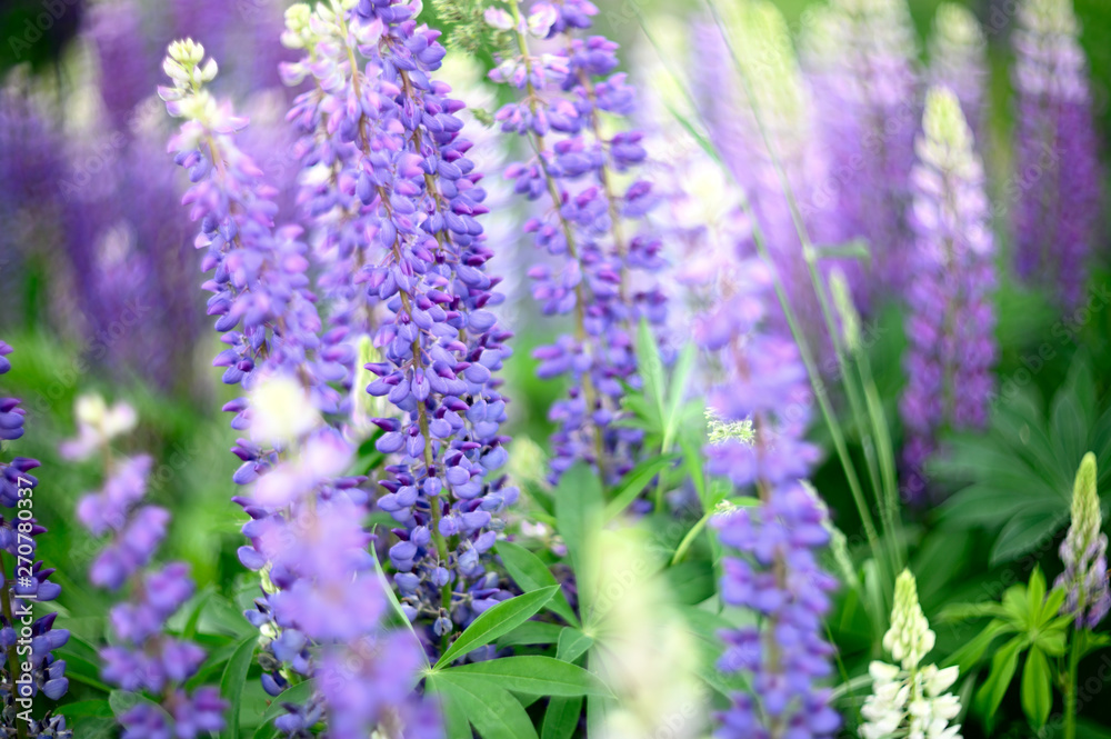 Obraz premium Natural flowers and herbs in the summer forest