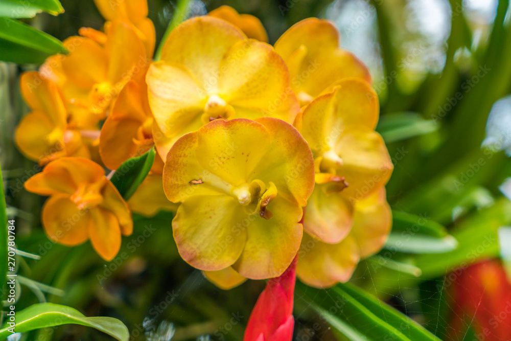 Obraz premium Beautiful flowers background