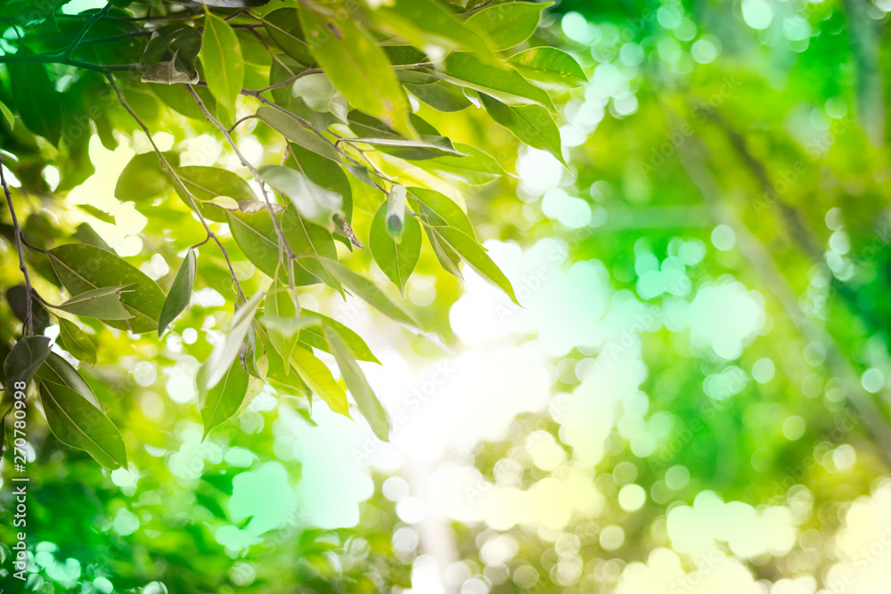 The green leaf on blurred background in forest. Wallpaper natural concept with copy space for text. The green leaf on blurred background in forest. Wallpaper natural concept with copy space for text.