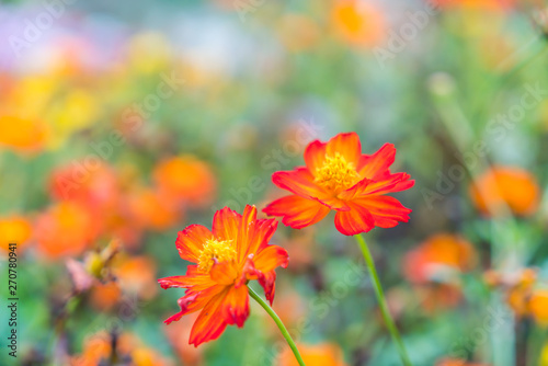 Beautiful flowers background