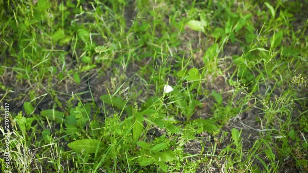 White butterfly summer Sunny day in the meadow, slow motion, close-up White butterfly summer Sunny day in the meadow, slow motion, close-up