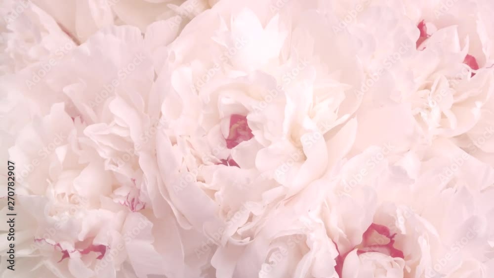 Beautiful pink peony flowers opening. Blooming bouquet of peonies opening closeup. Timelapse 4K UHD video footage. 3840X2160
