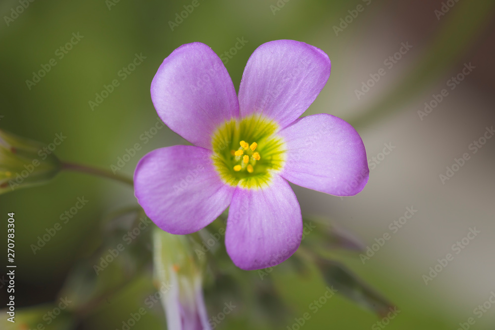 macro photo of a small violet flower with yellow pistils macro photo of a small violet flower with yellow pistils