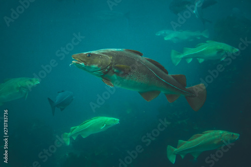 Big Cod fishes in huge water tank. © Adrian