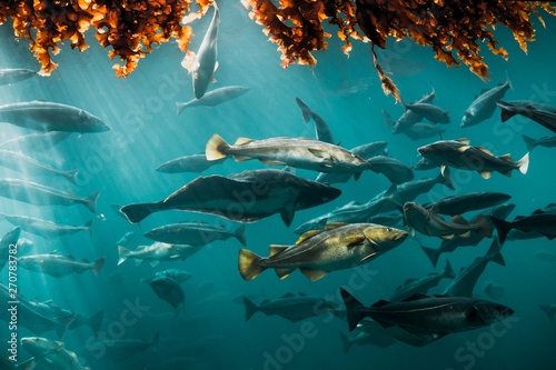 Big Cod fishes in huge water tank. © Adrian