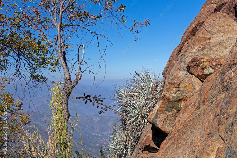 Flora of Andean mountains, cactus and aloe on the hiking trail of Cerro la Campana in La Campana National park in central Chile, South America