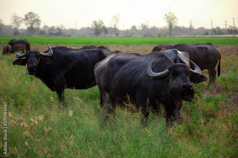 Thai Buffalo Life Machine of Farmer in Thailand. Thai Buffalo Life Machine of Farmer in Thailand.