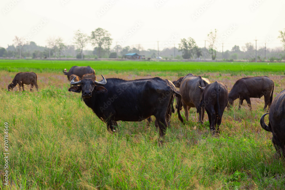 Thai Buffalo Life Machine of Farmer in Thailand. Thai Buffalo Life Machine of Farmer in Thailand.