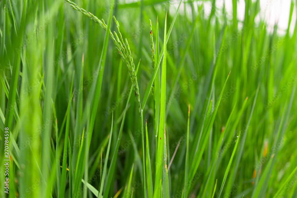 rice plant leaves on blue sky background on bright sky day, Green grass leaves rice plant leaves on blue sky background on bright sky day, Green grass leaves