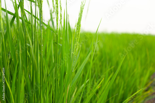 rice plant leaves on blue sky background on bright sky day, Green grass leaves